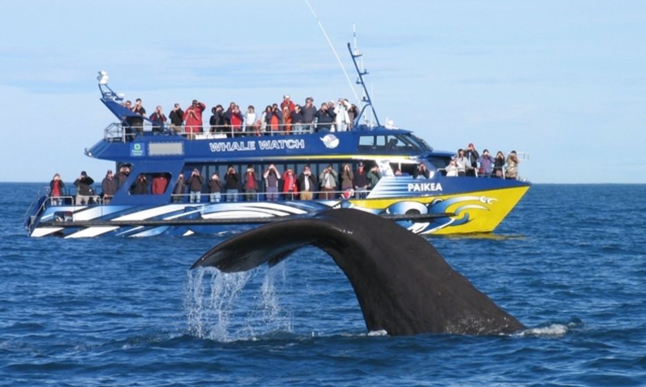 Kaikoura - Crociera avvistamento balene